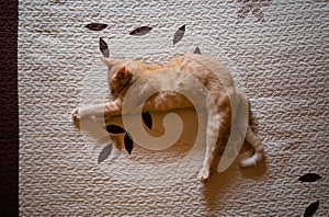 Orange tabby kitten sleeping on a bed