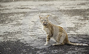 Orange tabby street cat
