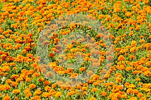 Orange Tagetes