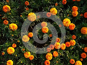 Orange tagetes