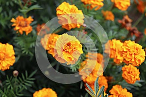 Orange Tagetes flowers close up in organic garden. Many-petalled flowers with various shades of yellow, orange, bronze