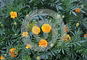 Orange Tagetes flowers close up in organic garden. Many-petalled flowers with various shades of yellow, orange, bronze