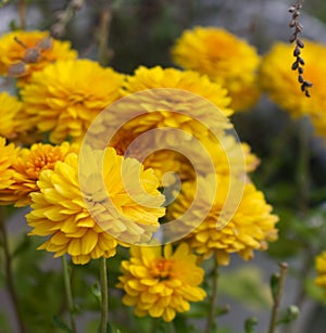 Orange Tagetes flowers close up in organic garden. Many-petalled flowers with various shades of yellow, orange, bronze and red