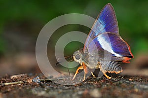 Orange tailed Awl butterfly