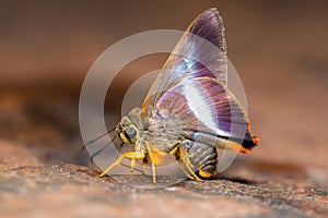 Orange-tailed Awl butterfly photo