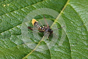 Orange-tailed clearwing