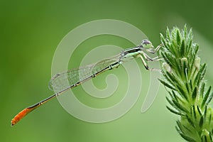 Orange tailed green Dragonfly/Damselfly/Zygoptera perches on green plant