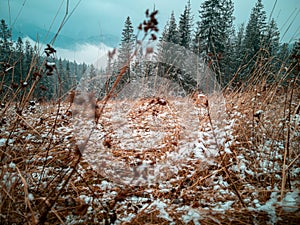 Orange tall dry grass covered with snow against the background of fir trees and misty mountains