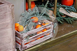 Orange tangerines and fir twigs in a wooden box