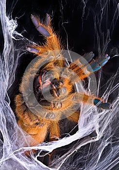 Orange Tarantula displaying fangs