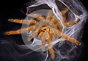 Orange Tarantula in Web