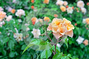 Orange tea rose or Bengal rose, Chinese rosehip, Indian rose blooms in the rose garden in summer