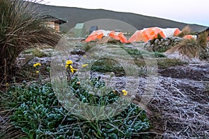 Orange tents illuminated by morning sun on Mount Kilimanjaro