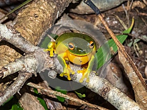 Orange-thighed Frog in Queensland Australia