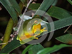 Orange-thighed Frog in Queensland Australia