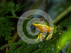 Orange-thighed Frog in Queensland Australia