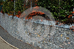 Orange thorny bushes with orange berries ingrown in a gabion wire basket, cages. fence in the front garden with a natural industri