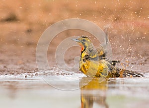 Orange throated Longclaw