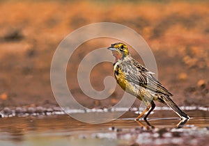 Orange throated Longclaw