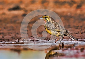 Orange throated Longclaw