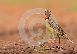 Orange throated Longclaw