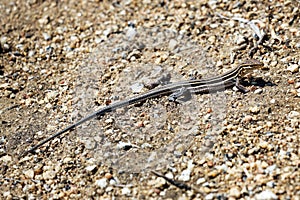 An Orange-throated Whiptail Lizard Basking in the Sun