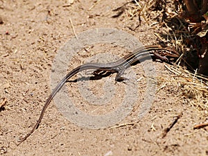 Orange-throated Whiptail Lizard sunning itself in open area.