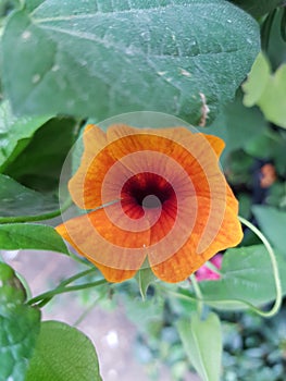 Orange thunbergia alata flower