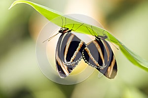 Orange Tiger Butterflies