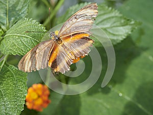 An Orange Tiger Butterfly on a leaf, Dryadula phaetusa at a Butterfly Farm in the St Andrews Botanic Gardens.