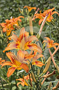 Orange tiger day lilies