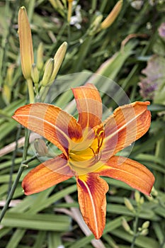 Orange tiger day lilies