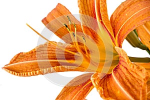 Orange tiger day lilies