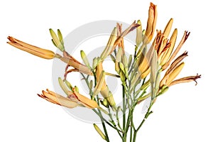 Orange tiger day lilies