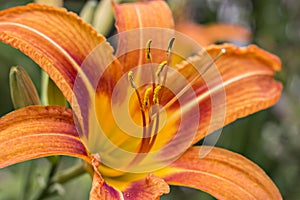 Orange tiger day lilies photo