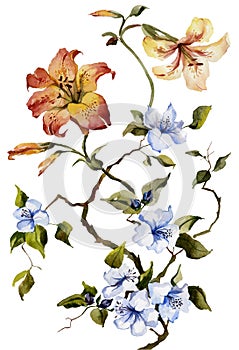 Orange tiger lilies and blue flowers on the white background. Watercolor painting. Can be used for greetings cards, wallpapers