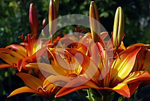 Orange tiger lilies in garden at the sunset