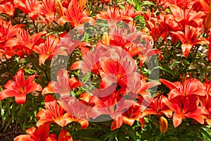 Orange Tiger Lilies Lillium lancifolium or Lilium tigrinum