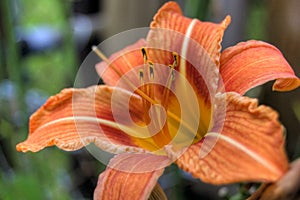 Orange Tiger Lilly