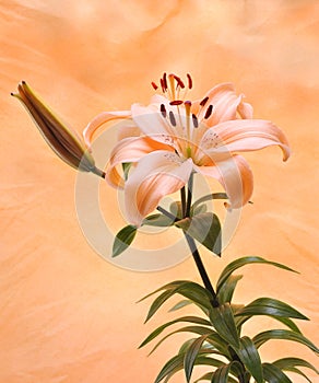 Orange Tiger Lilly