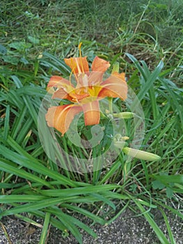 Orange Tiger Lilly