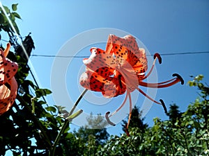 Orange Tiger Lily flower half blown