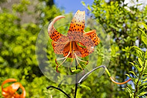 Orange Tiger Lily Flower