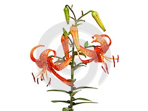 Orange Tiger lily flower isolated on white, Lilium lancifolium syn. L. tigrinum