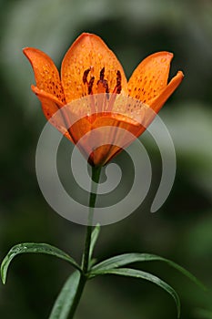 Orange tiger Lily after rain