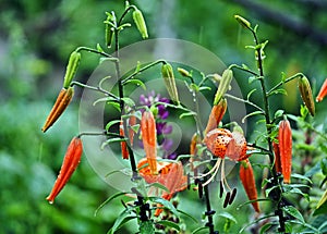 Raindrops on orange tiger Lily flowers, macro, soft focus