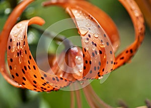 Orange tiger Lily with raindrops, macro