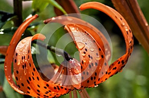 Orange tiger Lily with raindrops, macro, soft focus