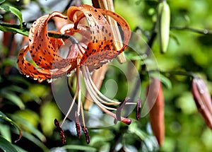 Orange tiger Lily with raindrops