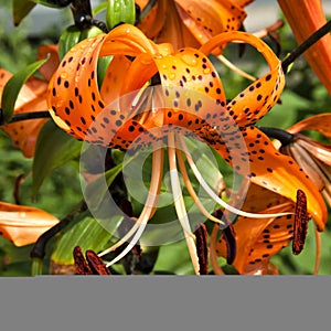Orange tiger Lily with raindrops